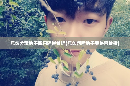 怎么分辨兔子脱臼还是骨折(怎么判断兔子腿是否骨折)