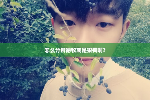 怎么分辨德牧或是狼狗啊？