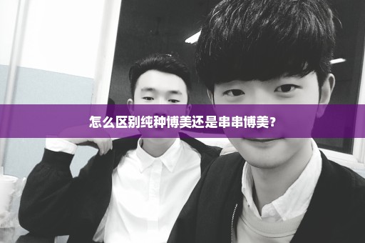 怎么区别纯种博美还是串串博美？