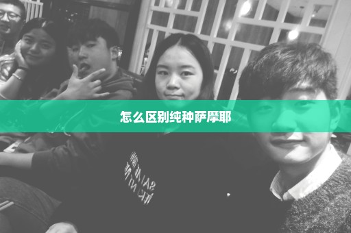 怎么区别纯种萨摩耶