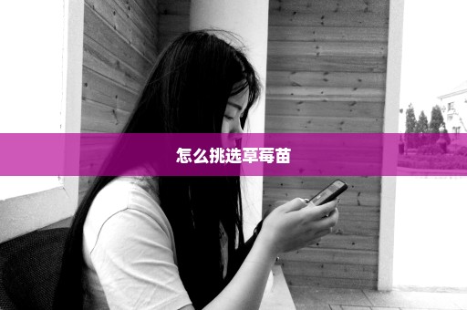 怎么挑选草莓苗