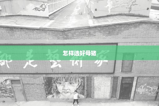 怎样选好母猪