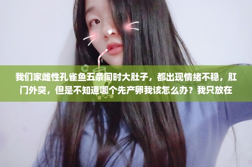 我们家雌性孔雀鱼五条同时大肚子，都出现情绪不稳，肛门外突，但是不知道哪个先产卵我该怎么办？我只放在