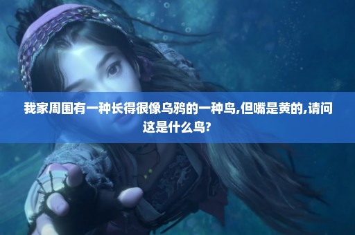 我家周围有一种长得很像乌鸦的一种鸟,但嘴是黄的,请问这是什么鸟?