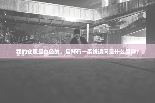 我的仓鼠是白色的，后背有一条线请问是什么品种？