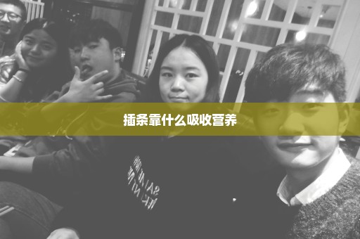 插条靠什么吸收营养