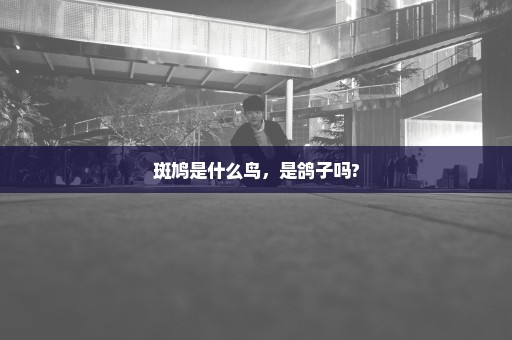 斑鸠是什么鸟，是鸽子吗?
