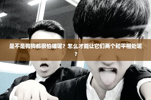 是不是狗狗都很怕猫呢？怎么才能让它们两个和平相处呢？