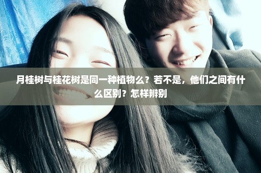 月桂树与桂花树是同一种植物么？若不是，他们之间有什么区别？怎样辨别