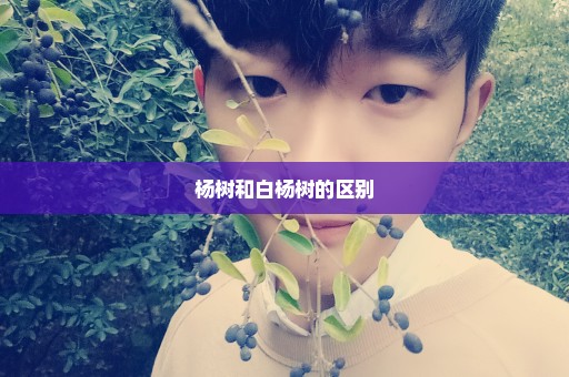 杨树和白杨树的区别