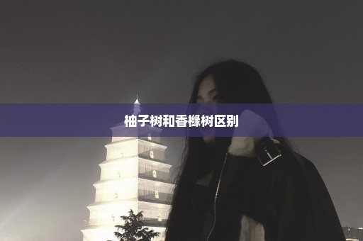 柚子树和香橼树区别