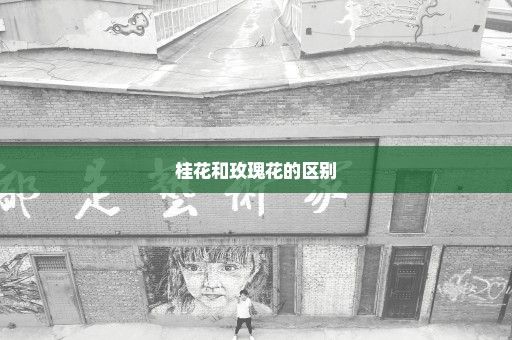 桂花和玫瑰花的区别