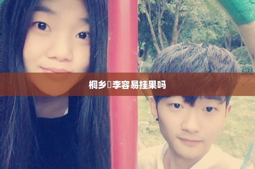 桐乡槜李容易挂果吗