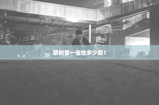桑树苗一亩地多少颗？