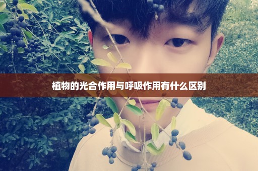 植物的光合作用与呼吸作用有什么区别