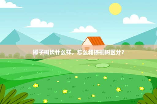 椰子树长什么样，怎么和棕榈树区分？