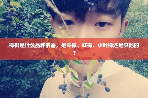 樟树是什么品种的香，是黄樟、红樟、小叶樟还是其他的？