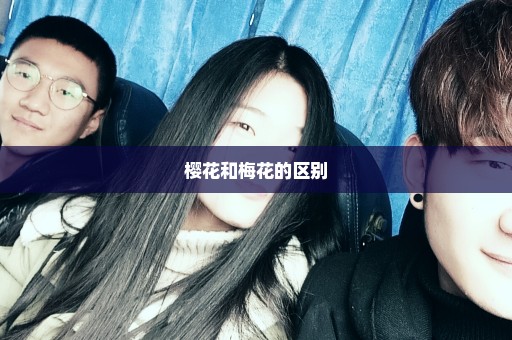 樱花和梅花的区别