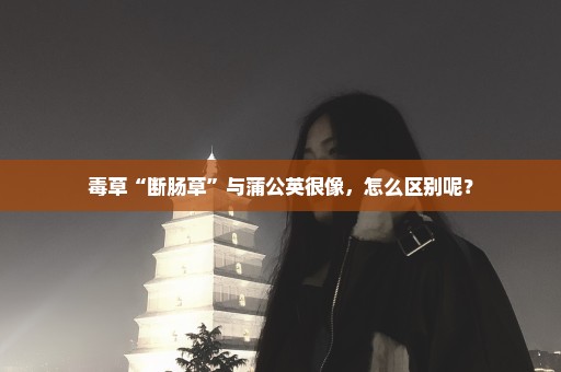 毒草“断肠草”与蒲公英很像，怎么区别呢？