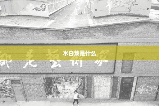 水白芨是什么