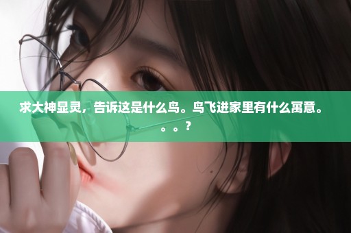 求大神显灵，告诉这是什么鸟。鸟飞进家里有什么寓意。 。。？