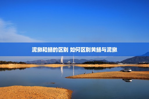 泥鳅和鳝的区别 如何区别黄鳝与泥鳅