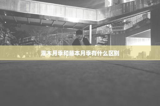 灌木月季和藤本月季有什么区别