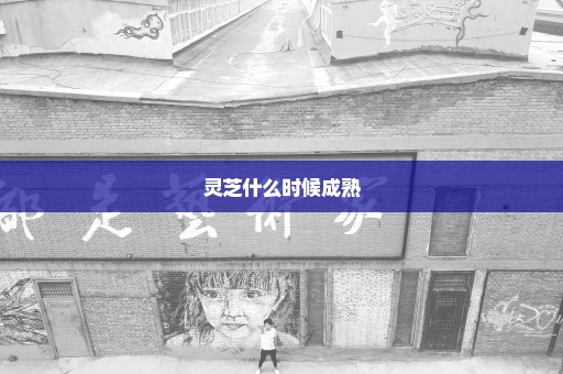 灵芝什么时候成熟