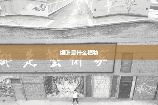 烟叶是什么植物