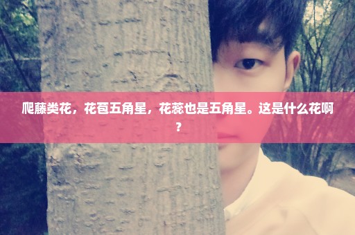 爬藤类花，花苞五角星，花蕊也是五角星。这是什么花啊？