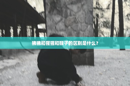 狒狒和猩猩和猴子的区别是什么？