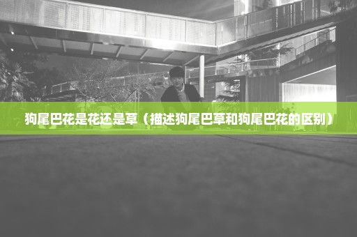 狗尾巴花是花还是草（描述狗尾巴草和狗尾巴花的区别）