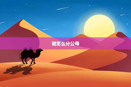 猪怎么分公母