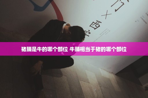 猪腩是牛的哪个部位 牛腩相当于猪的哪个部位