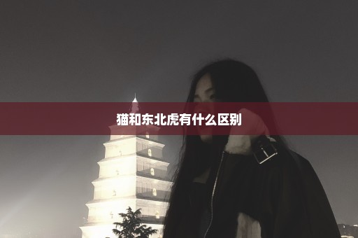 猫和东北虎有什么区别