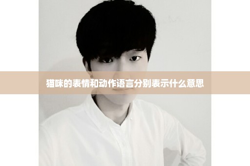 猫咪的表情和动作语言分别表示什么意思