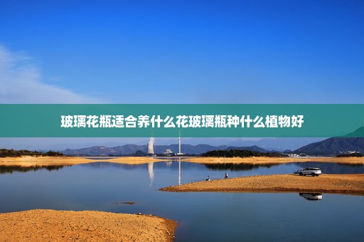 玻璃花瓶适合养什么花玻璃瓶种什么植物好