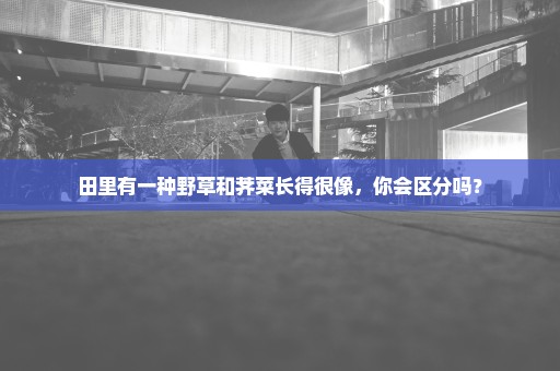 田里有一种野草和荠菜长得很像，你会区分吗？