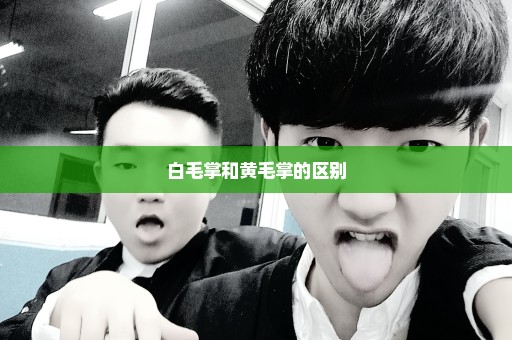 白毛掌和黄毛掌的区别