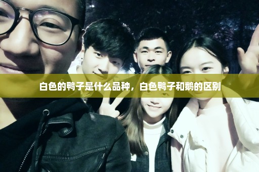 白色的鸭子是什么品种，白色鸭子和鹅的区别