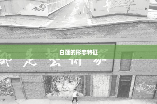 白莲的形态特征