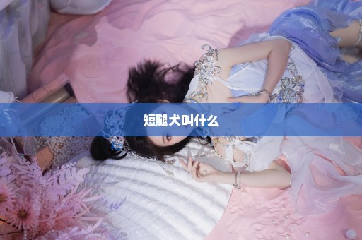 短腿犬叫什么