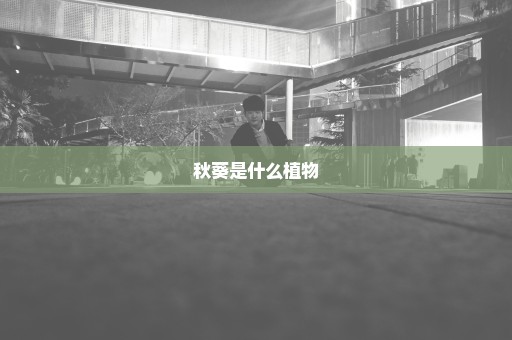 秋葵是什么植物