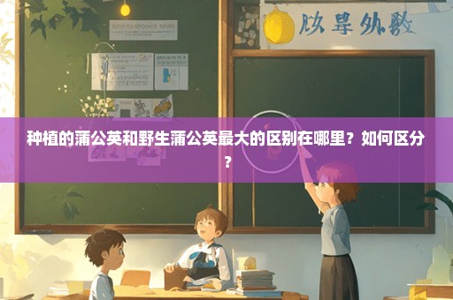 种植的蒲公英和野生蒲公英最大的区别在哪里？如何区分？