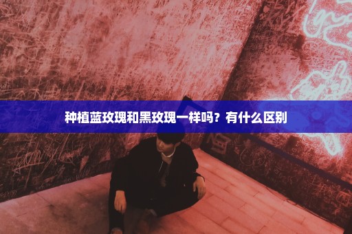 种植蓝玫瑰和黑玫瑰一样吗？有什么区别