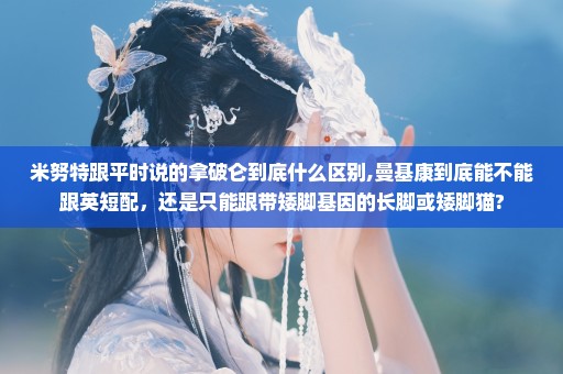 米努特跟平时说的拿破仑到底什么区别,曼基康到底能不能跟英短配，还是只能跟带矮脚基因的长脚或矮脚猫?