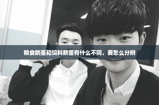 粮食鹅蛋和饲料鹅蛋有什么不同，要怎么分辨