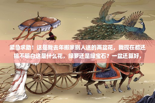 紧急求助！这是我去年搬家别人送的两盆花，我现在都还搞不明白这是什么花，绿萝还是绿宝石？一盆还算好，