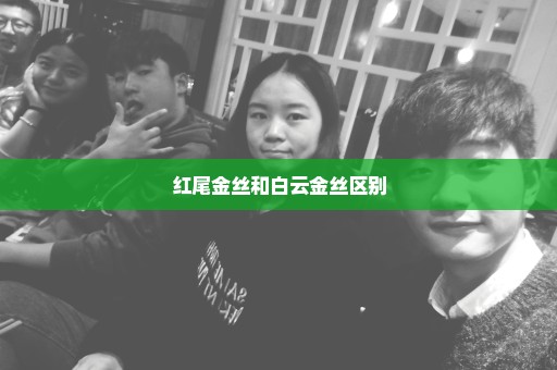 红尾金丝和白云金丝区别