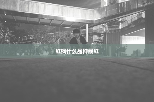 红枫什么品种最红